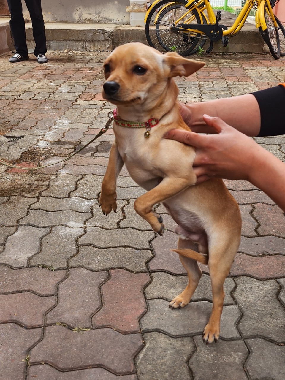 영주시 동물보호센터_447509202300082